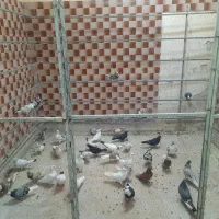 خریدوفروش کبوتر|پرنده|سراب, |دیوار