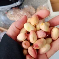 پسته تازه و درجه یک|خوردنی و آشامیدنی|مشهد, ایثار|دیوار
