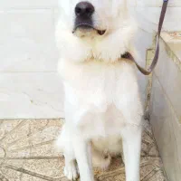 سگ میکس سامویید