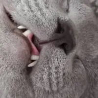 گربه نژاد دار