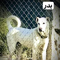 سگ سرابی|سگ|میانه, |دیوار