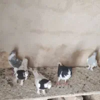 کفتر|پرنده|خفر, |دیوار