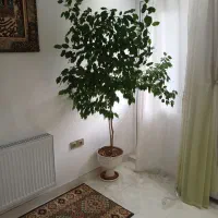 گل خانگی|گل و گیاه طبیعی|ماکو, |دیوار