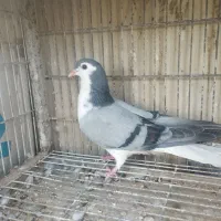 دمگیر ماده|پرنده|اصفهان, رحیمآباد|دیوار