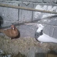 فروش تعدادی کبوتر