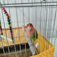 طوطی برزیلی رام و اهلی با قفس