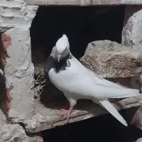 کبوتر|پرنده|بناب, |دیوار