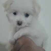 سگ پودل کراس 5 ملیون تومان|سگ|نسیمشهر, |دیوار