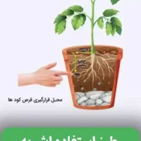 قرص‌کود|گل و گیاه طبیعی|دزفول, |دیوار