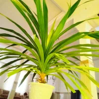 گل پاندانوس بزرگ|گل و گیاه طبیعی|شاهرود, |دیوار