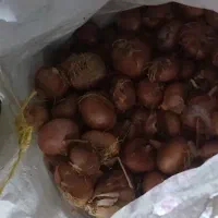 پیاز محلی درجه یک یک دست  به درجه یک