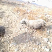 میش ابستن|حیوانات مزرعه|رابر, |دیوار