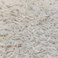 برنج کشت دوم