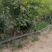 باغ شهری/ ۶۰۰ متری/فاروق/پرداخت شرایطی|فروش زمین و ملک کلنگی|سیدان, |دیوار