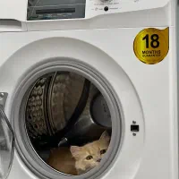 واگزاری|گربه|سنندج, |دیوار