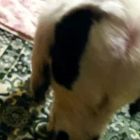 بره شیری|حیوانات مزرعه|مرودشت, دولت آباد|دیوار