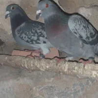 مسافتی|پرنده|تیکمه داش, |دیوار