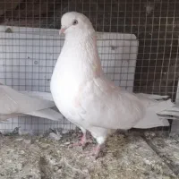 فروش۳کبوتر تهرونی چشم نوک سفید و سفید پر|پرنده|شهرکرد, |دیوار