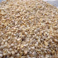 موسیر کاشتی وحشی