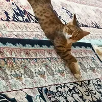 واگذاری گربه ماده|گربه|سیرجان, |دیوار