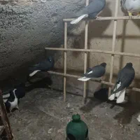 فروش کبوتر رنگی