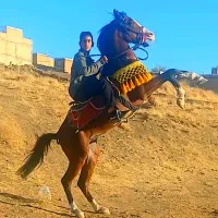 اسب نریان عرب ایرانی