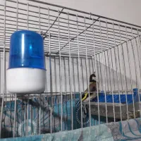 سهره باغی دو ماه قفس