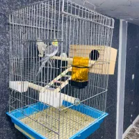 عروس هلندی جفت