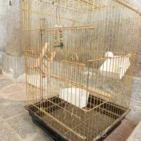 قفس پرنده