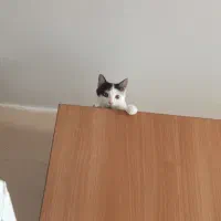 گربه