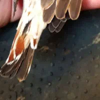 اورنج درجه یک|پرنده|بندر ماهشهر, |دیوار