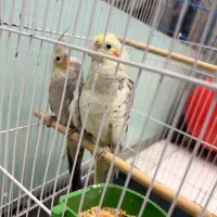 یک جفت عروس سرحال