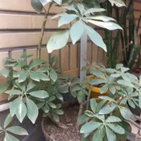 گلدان سفالی|گل و گیاه طبیعی|قم, ناصردیوان|دیوار