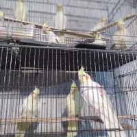 عروس هلندی جوجه تا بالغ|پرنده|چالوس, |دیوار