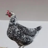 مرغ محلی گلین