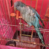 راهب آبی نر