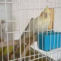 عروس هلندی|پرنده|شیراز, فرگاز|دیوار