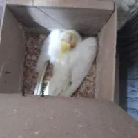 فروش ۲ جفت بالغ روی تخم و یک نر لوتینو|پرنده|مشهد, بهمن|دیوار