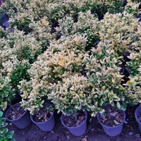 شمشاد طلایی لاوسون سیکاس گل کاغذی|خدمات باغبانی و درختکاری|آمل, |دیوار