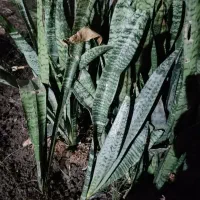 گل سانسوریا ابلغ.