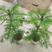 درخت کاج طبیعی|گل و گیاه طبیعی|سراوان, |دیوار