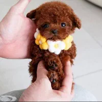 واگذاری سگ توله پودل اصیل زیبا|سگ|کرمان, |دیوار