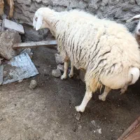 گوسفند|حیوانات مزرعه|جوین, |دیوار