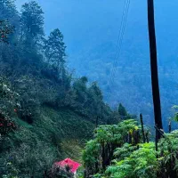 1600مترخانه محوطه سنتی پلاک 1 جنگل در دل بهشت|فروش خانه و ویلا|فومن, |دیوار