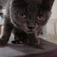بچه گربه اسکاتیش اصیل
