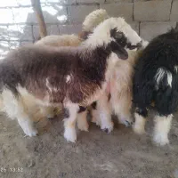 ۶ عدد بره نر