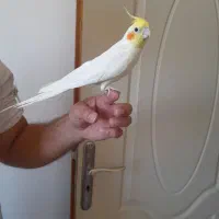عروس هلندی نر وجوجه ۱ماهه