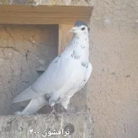 کبوتر دمگیر|پرنده|اصفهان, آفاران|دیوار