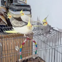 چهار عدد عروس هلندی