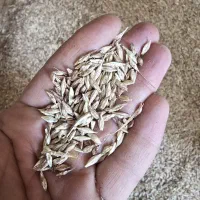 جو بذری  خارجی درشت